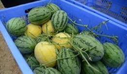 郫县网红吃瓜群微信,揭秘网络社交圈的趣味与争议